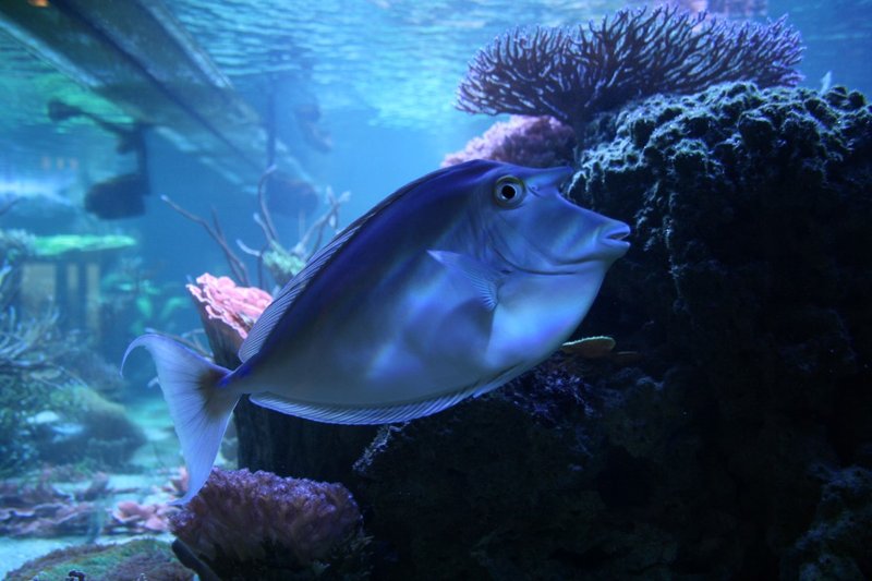 IMG_0691.JPG (167.09 KiB) Viewed 58537 times Unicorn